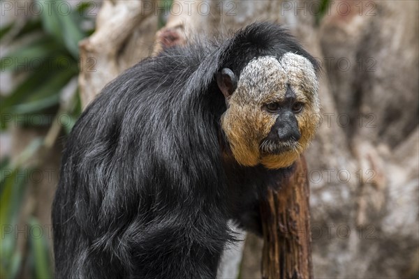 White-faced saki