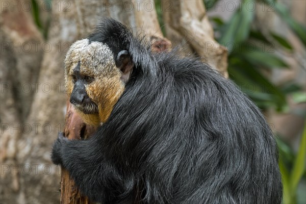 White-faced saki