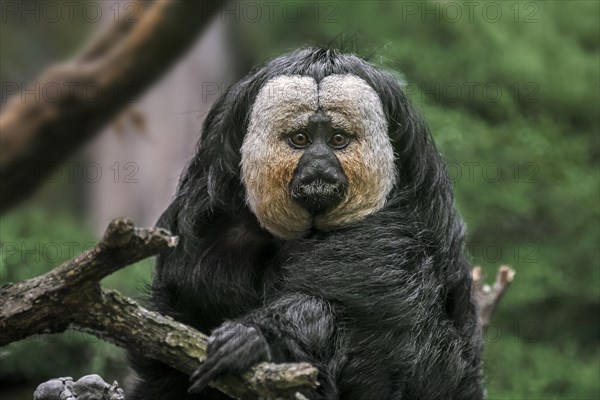 White-faced saki