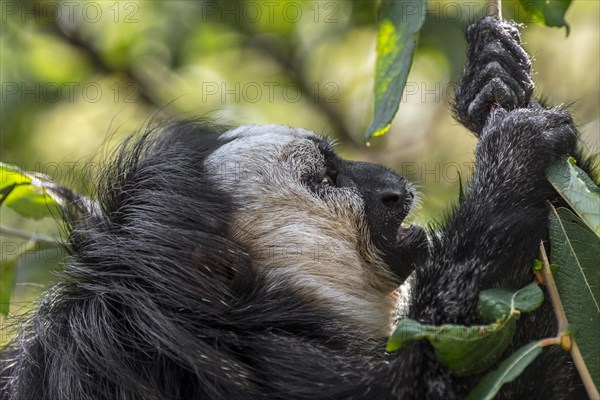 White-faced saki