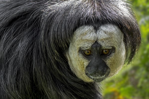 White-faced saki