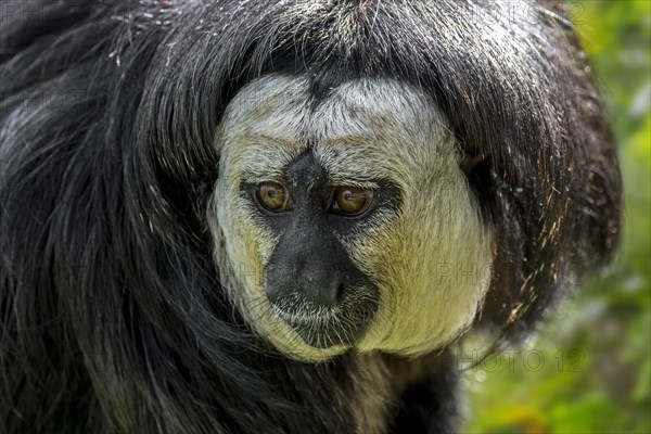 White-faced saki