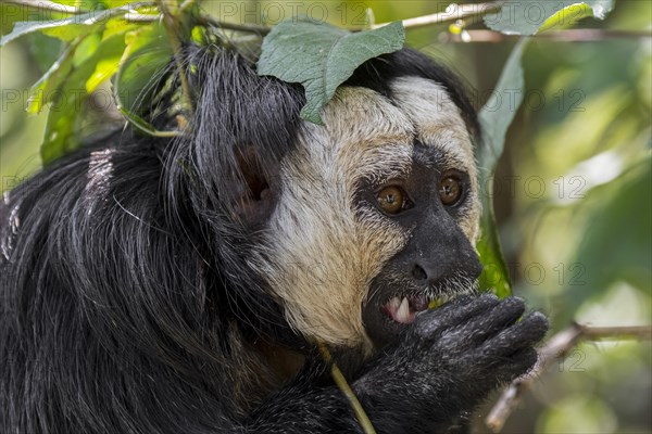 White-faced saki