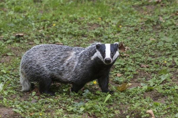 European badger