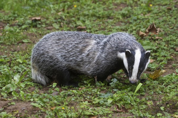 European badger