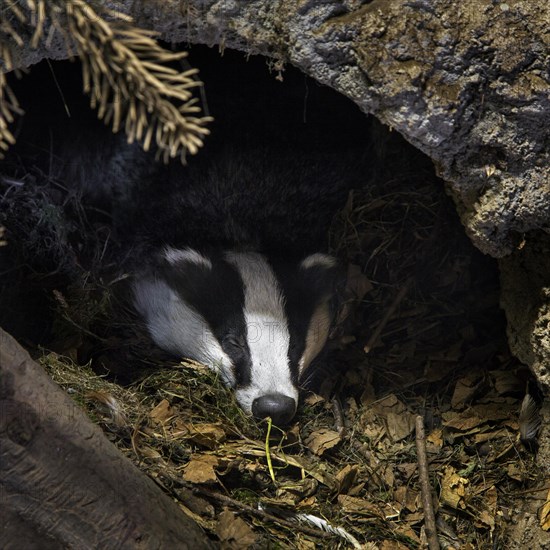 European badger