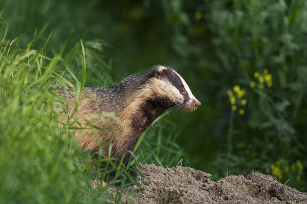 European badger