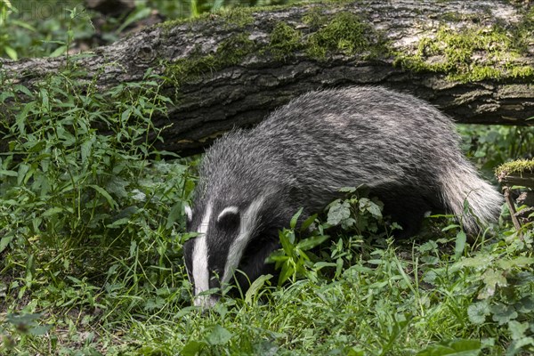 European badger