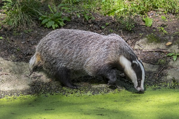 European badger