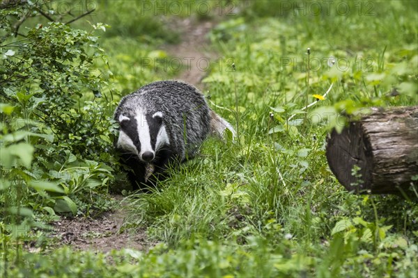 European badger