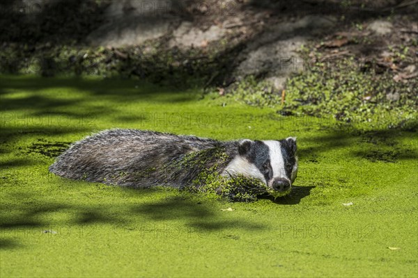 European badger