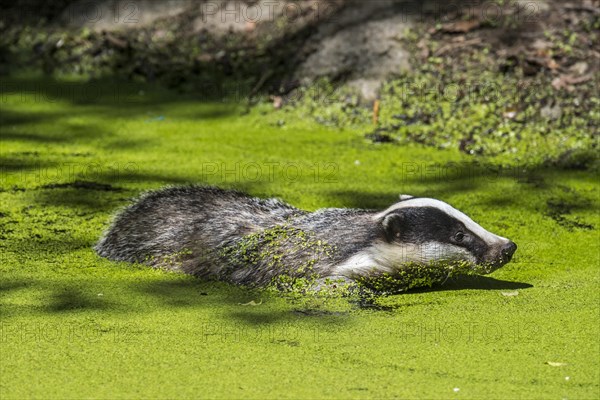 European badger