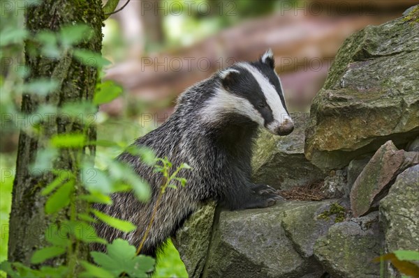 European badger