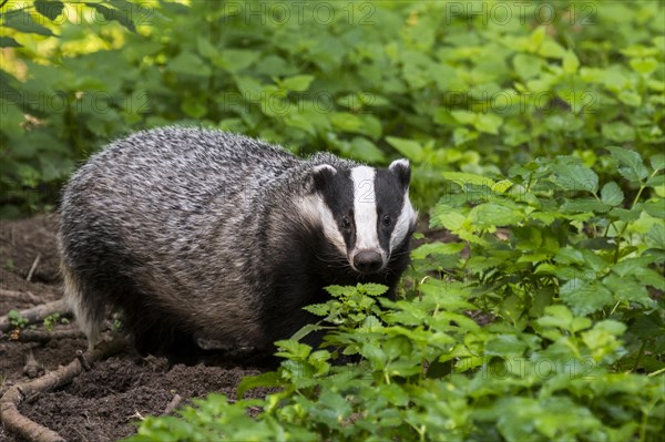 European badger