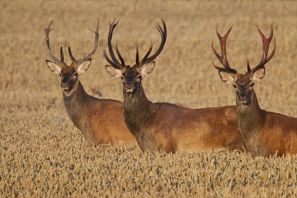 Three red deer