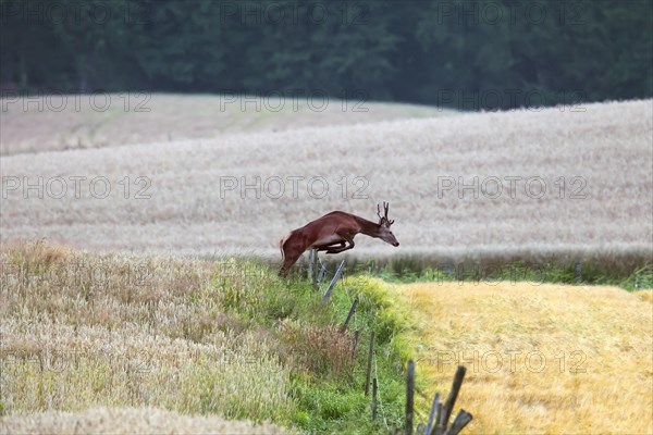 Red deer