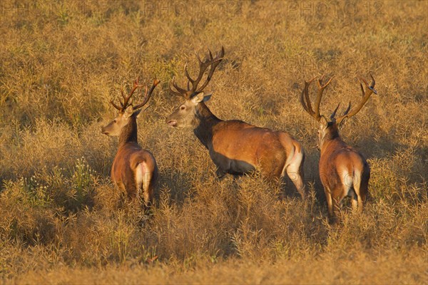 Herd of red deer