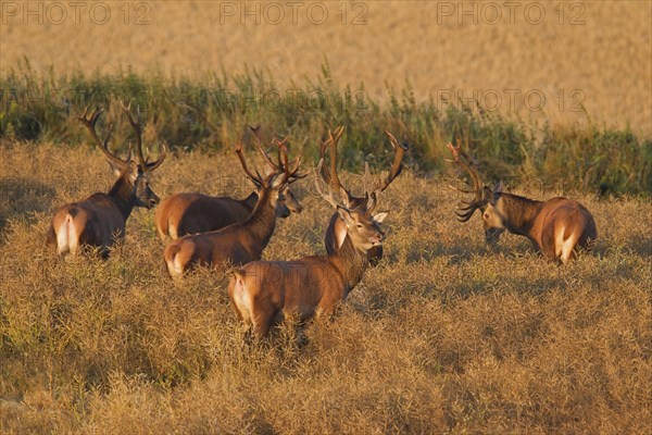 Herd of red deer