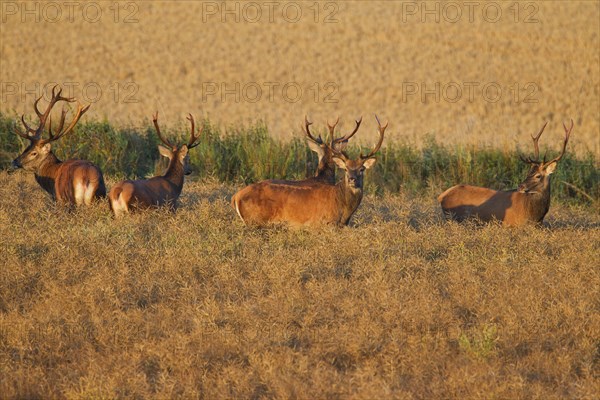 Herd of red deer