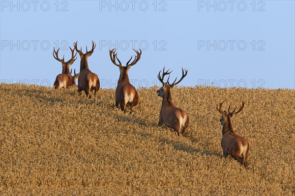 Herd of red deer