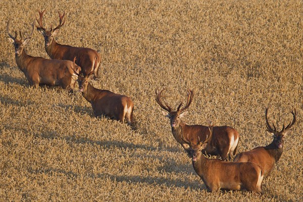 Herd of red deer