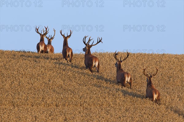 Herd of red deer