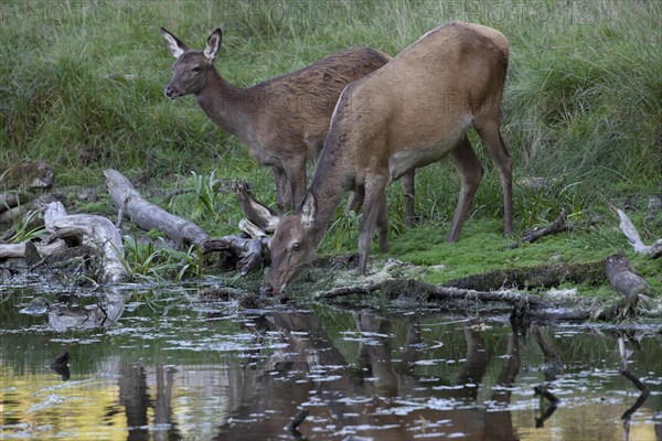 Red deer