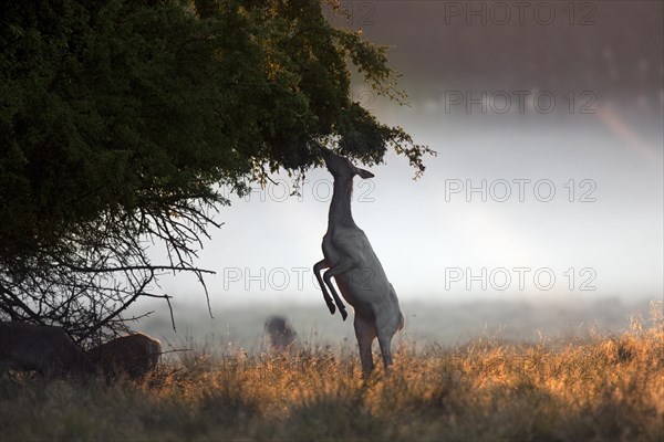 Albino Red deer