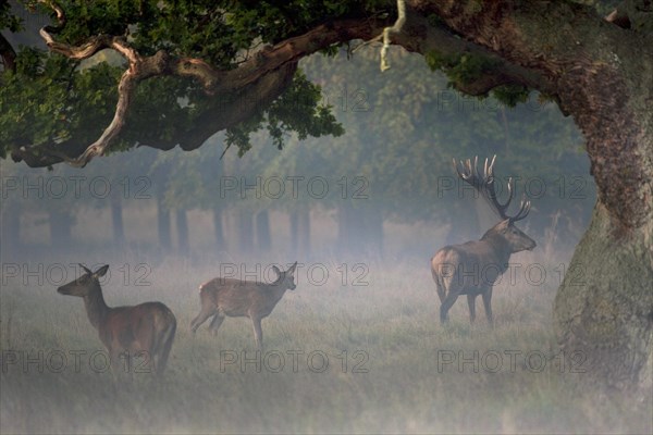 Red deer