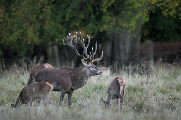 Red deer