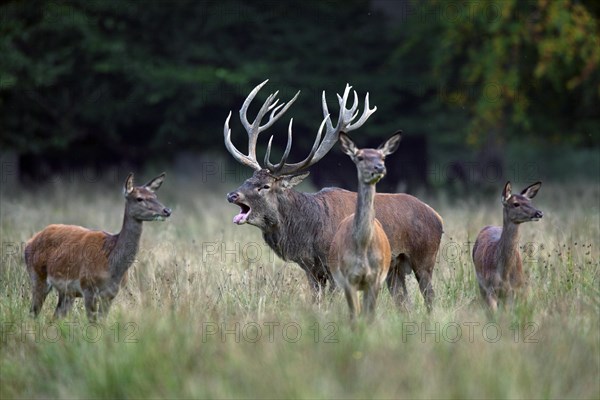 Red deer