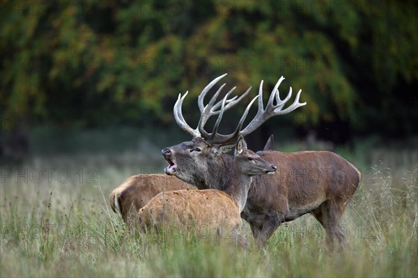 Red deer