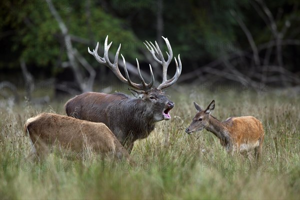 Red deer