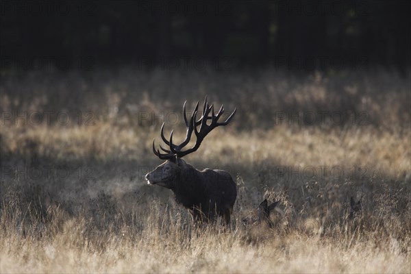 Red deer