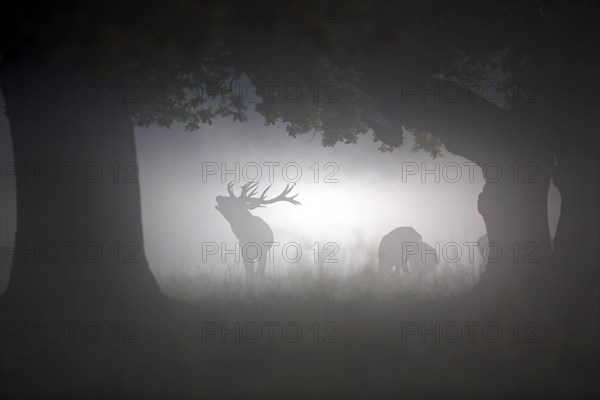 Silhouettes of red deer