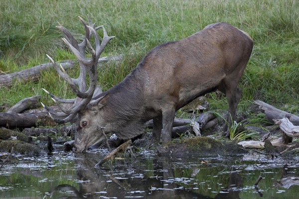 Red deer