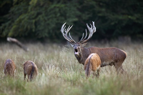 Red deer