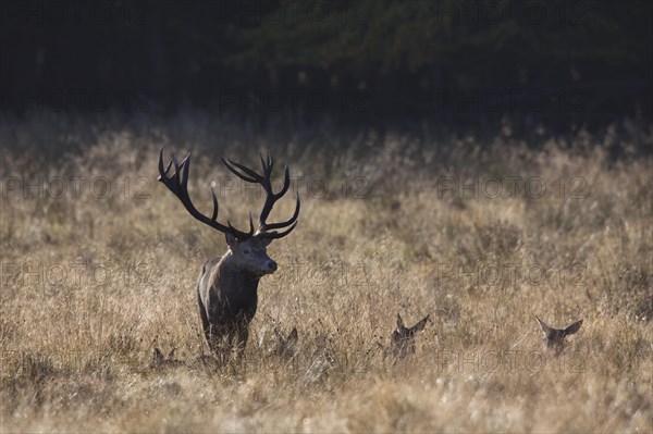 Red deer