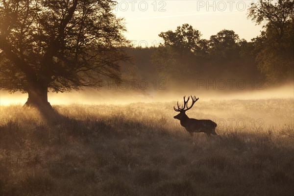 Red deer