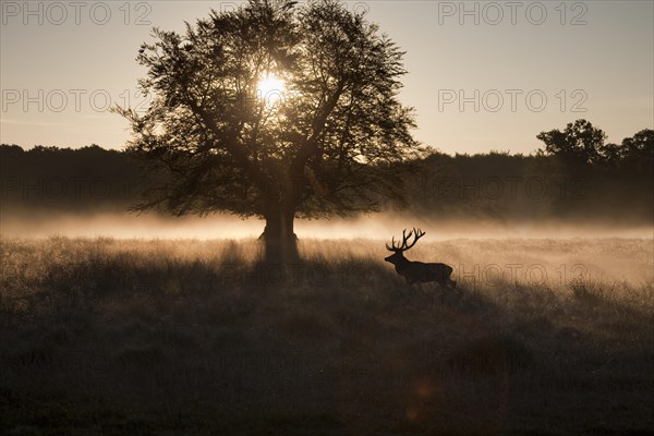 Red deer