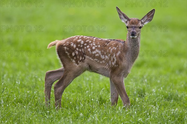 Red deer