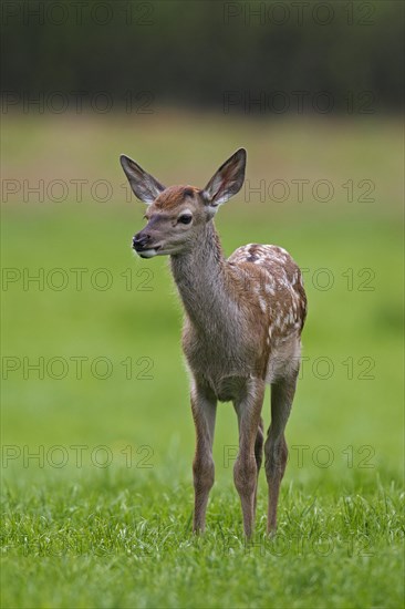 Red deer