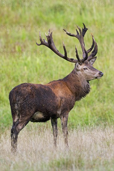 Red Deer