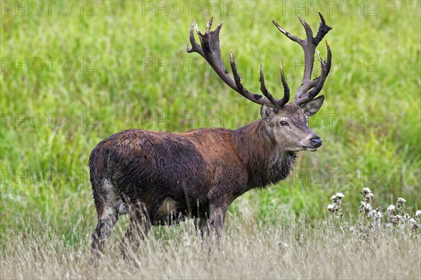 Red Deer