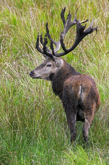 Red Deer