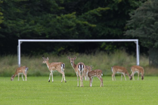 Fallow deer