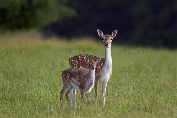 Fallow deer