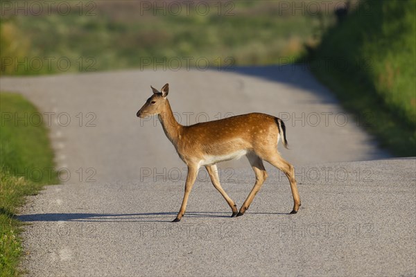 Fallow deer