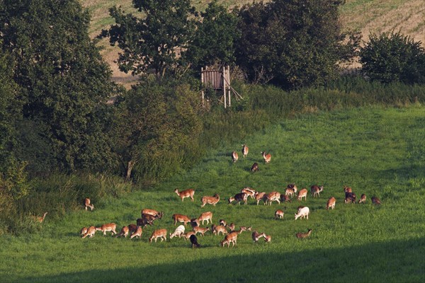 Fallow deer