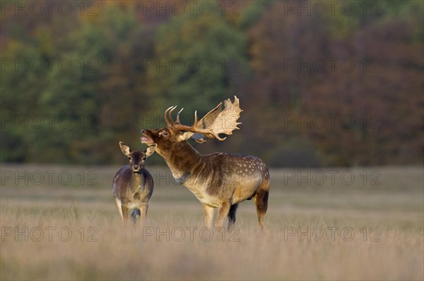 Fallow deer